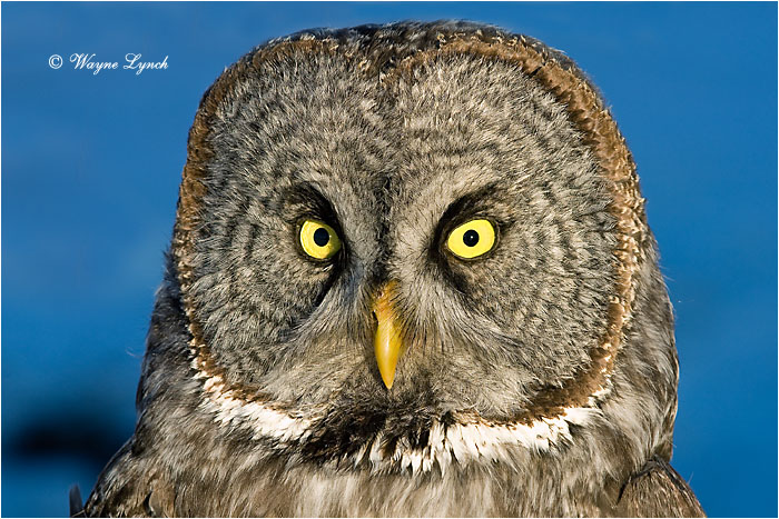 Great Gray Owl 136 by Dr. Wayne Lynch &copy;